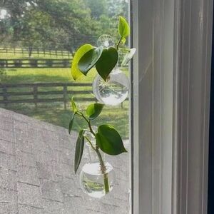 2 Plant Water Propagation Station Hanging Suction Cup Window Shower
